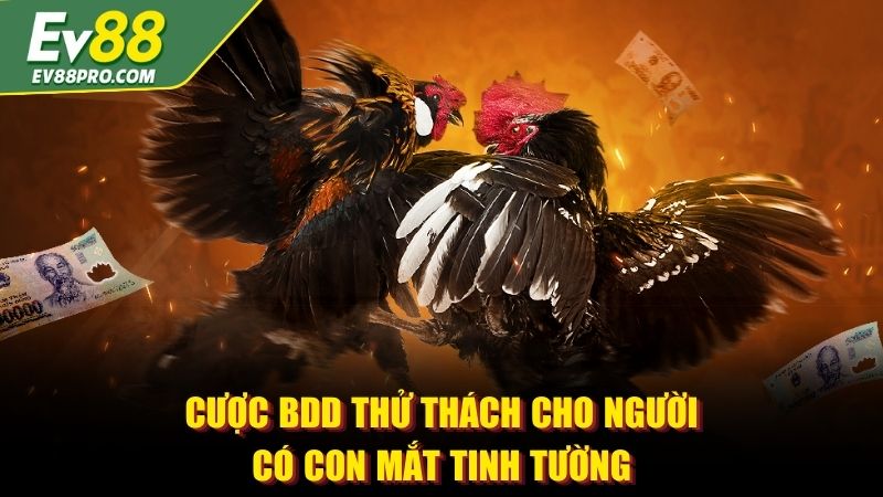 Cược BDD thử thách cho người có con mắt tinh tường