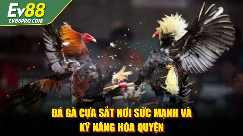 Đá gà cựa sắt nơi sức mạnh và kỹ năng hòa quyện